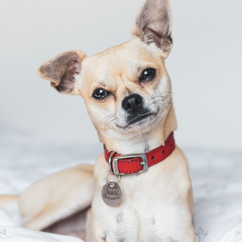 Cute puppy
