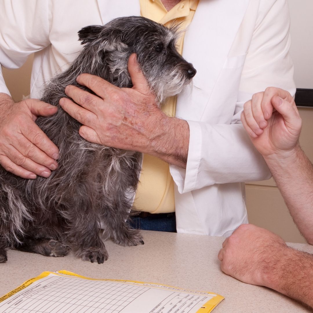 Dog Vaccination